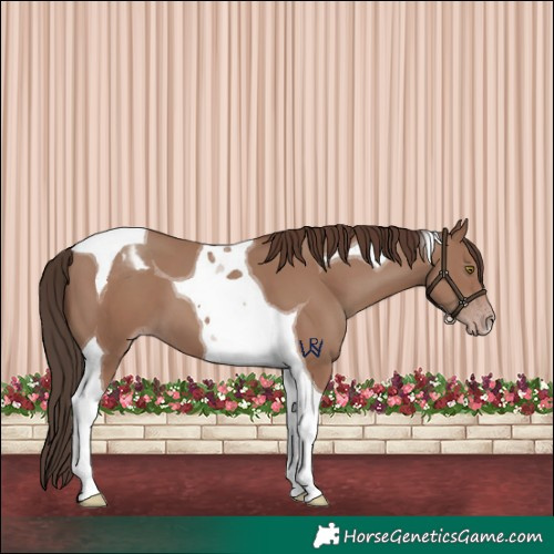 Horse Color:Classic Champagne Tobiano