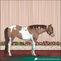 Horse Color:Classic Champagne Tobiano