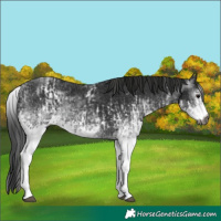 Horse Color:Gray White Spotted Black  and Gray White Spotted Black 