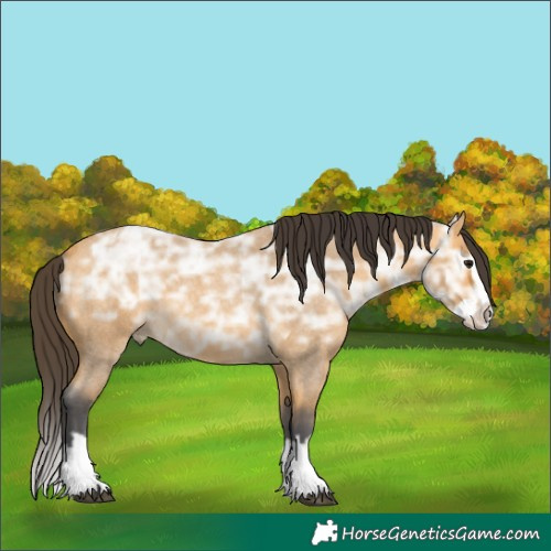 Horse Color:Buckskin Ice Roan Splash 