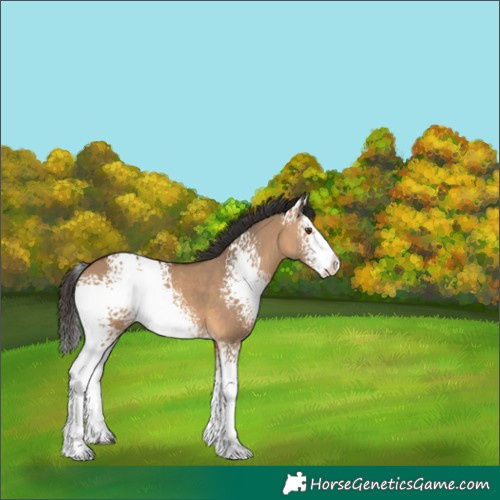 Horse Color:White Spotted Bay Dun Splash 