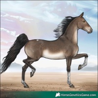 Horse Color:Brown Dun Tobiano Rabicano