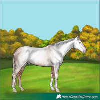 Horse Color:Gray Gold Champagne Tobiano and Gold Champagne Tobiano