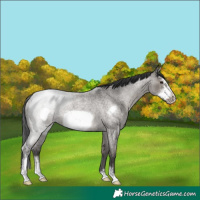 Horse Color:Grullo Roan Sabino Frame