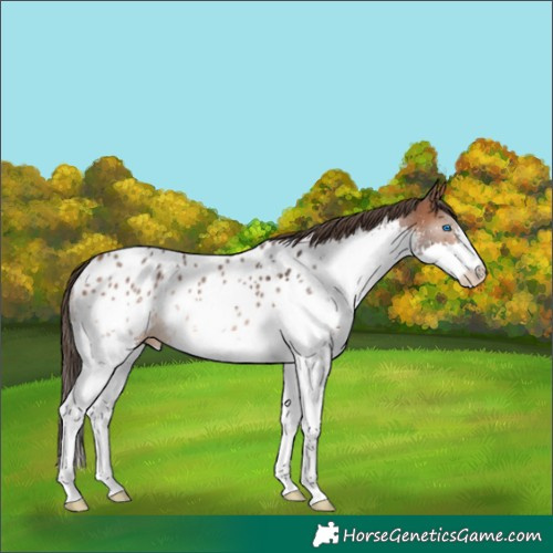 Horse Color:Bay Splash Near Leopard Rabicano