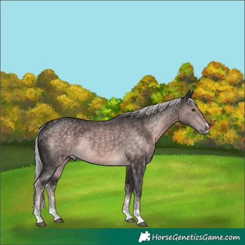 Horse Color:Platinum Chocolate Palomino 