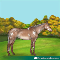 Horse Color:White Spotted Chocolate Silver Bay Dun