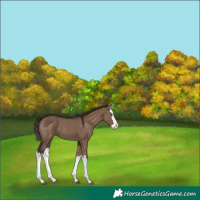 Horse Color:Liver Red Dun Splash 