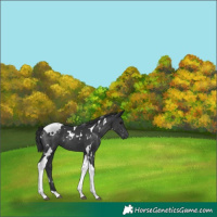 Horse Color:White Spotted Black Tobiano 