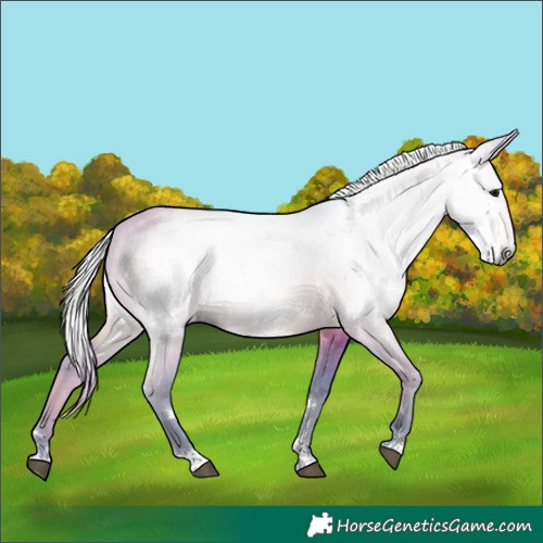 Horse Color:Gray Watercolor Silver Buckskin 