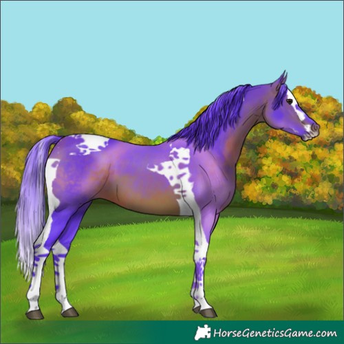 Horse Color:Watercolor Bay Splash Tobiano 