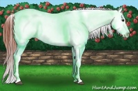 Horse Color:White Spotted Brown Dun Appaloosa Rabicano 