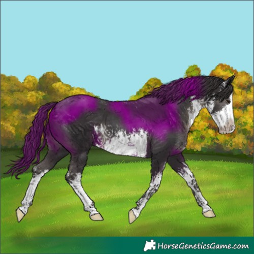 Horse Color:White Spotted Smoky Black 