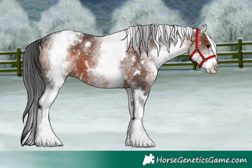 Horse Color:White Spotted Brown
