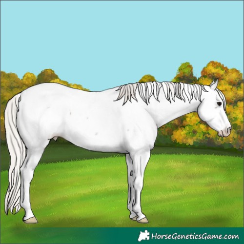 Horse Color:Silver Blue Roan Appaloosa 