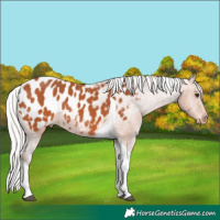 Horse Color:Silver Bay Tobiano Appaloosa