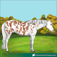 Horse Color:Silver Bay Tobiano Appaloosa 