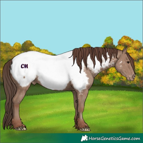 Horse Color:Classic Champagne Appaloosa 