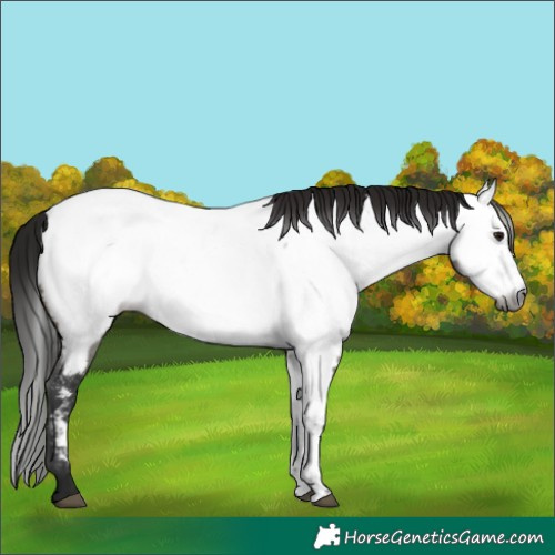Horse Color:Gray Brown Dun Near Fewspot 
