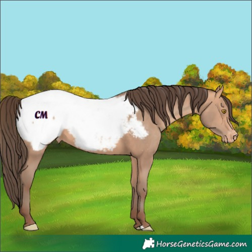 Horse Color:Amber Champagne Appaloosa 