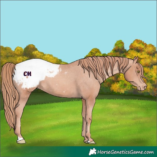 Horse Color:Gold Champagne Appaloosa 