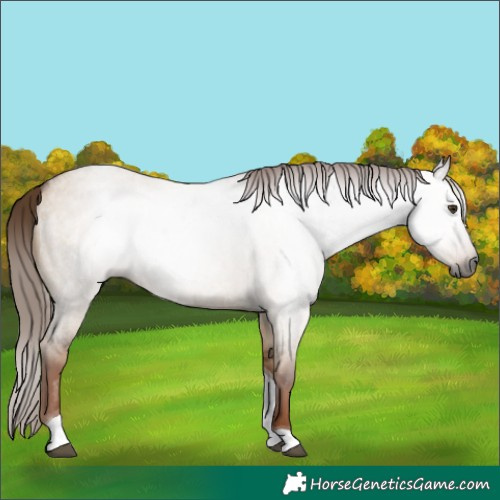 Horse Color:Gray Red Dun Roan Tobiano Rabicano