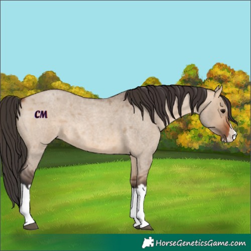 Horse Color:Bay Roan Dun Splash 