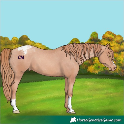 Horse Color:Gold Champagne Appaloosa