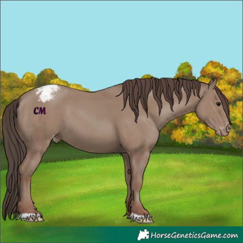 Horse Color:Classic Champagne Appaloosa 