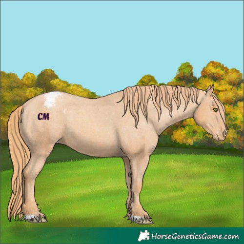 Horse Color:Gold Champagne Appaloosa 