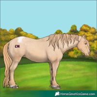 Horse Color:Gold Champagne Appaloosa
