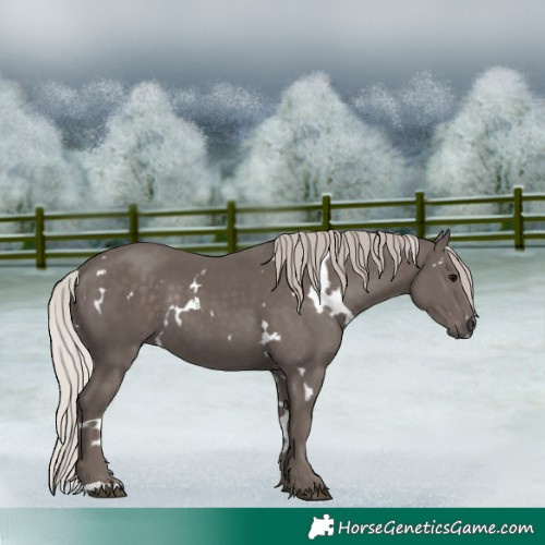 Horse Color:White Spotted Silver Black Rabicano 