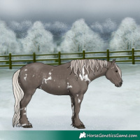 Horse Color:White Spotted Silver Black Rabicano 