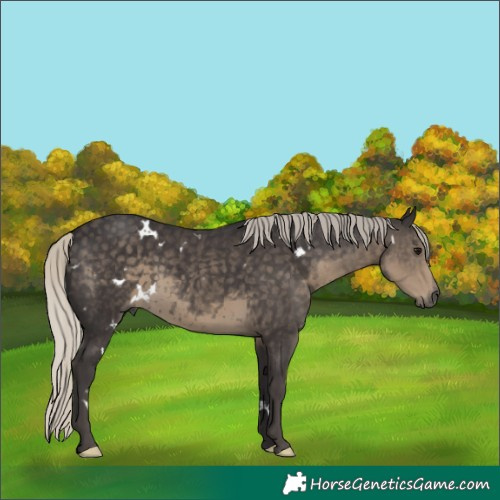 Horse Color:White Spotted Silver Smoky Black 