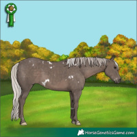 Horse Color:White Spotted Silver Black Rabicano 