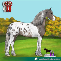 Horse Color:Silver Black Tobiano Appaloosa 
