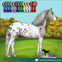Horse Color:Silver Black Tobiano Appaloosa 