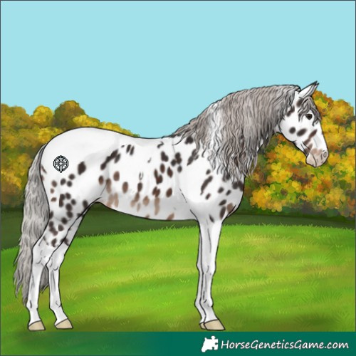 Horse Color:Silver Brown Tobiano Appaloosa 