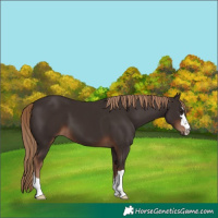 Horse Color:Liver Chestnut 