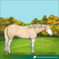 Horse Color:Palomino Roan Splash 