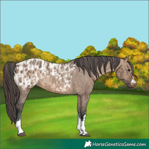 Horse Color:Brown Dun  and Brown Dun Appaloosa 