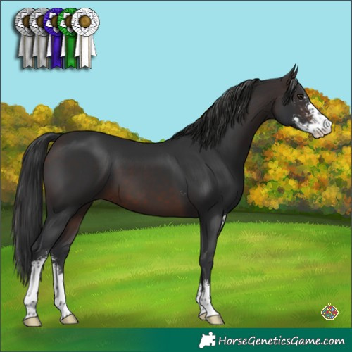 Horse Color:Brown Sabino 