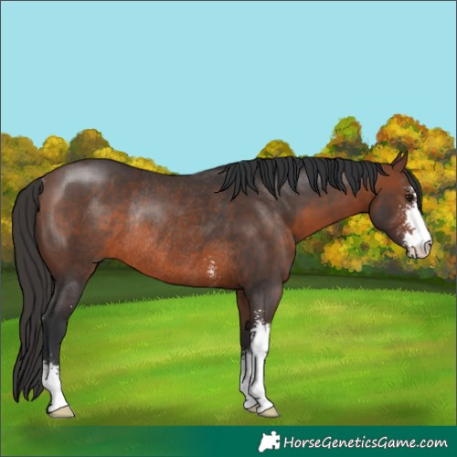 Horse Color:Brown Sabino Rabicano 