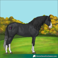 Horse Color:Black Splash