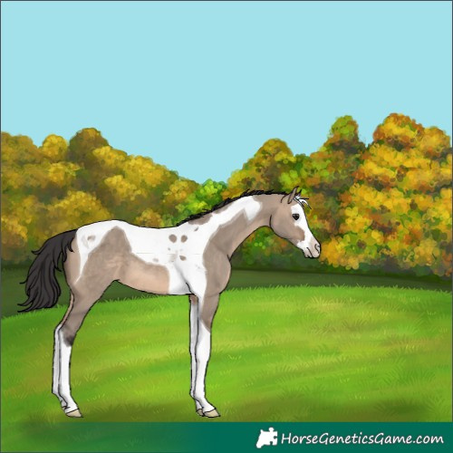 Horse Color:Brown Dun Splash Tobiano 