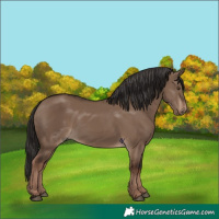 Horse Color:Liver Red Dun Rabicano 