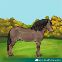 Horse Color:Liver Red Dun Rabicano 