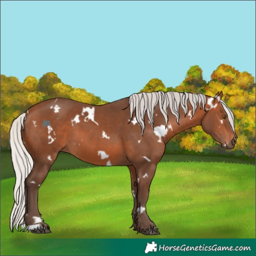 Horse Color:White Spotted Silver Brown
