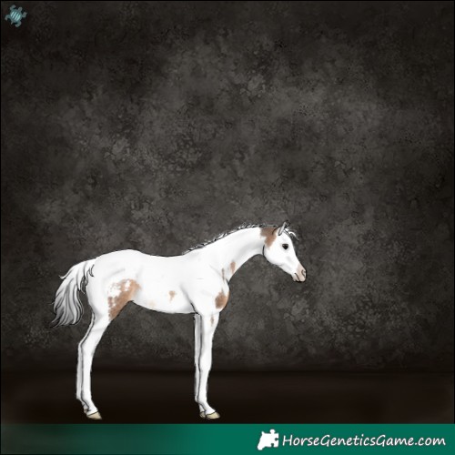 Horse Color:White Spotted Brown Dun Splash Tobiano 