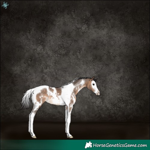 Horse Color:White Spotted Brown Dun Splash Tobiano 